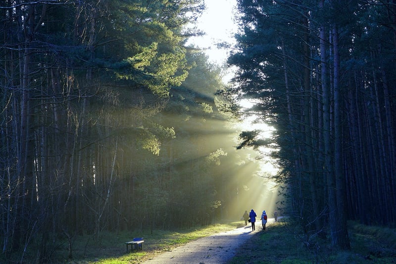 Nature Walk Observation