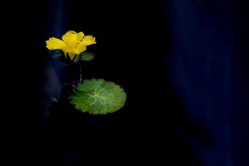 Mindfulness Lotus Position